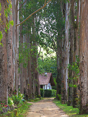 Image showing House in the forest