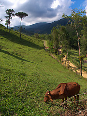 Image showing Rural scene