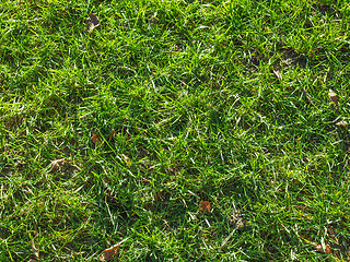 Image showing Meadow grass