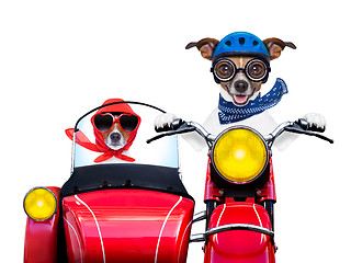 Image showing motorbike dogs 