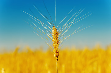 Image showing golden harvest under blue sky