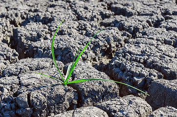 Image showing alone green plant in drought earth