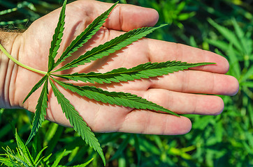 Image showing green marijuana in hand