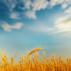Image showing golden ear of wheat on sunset