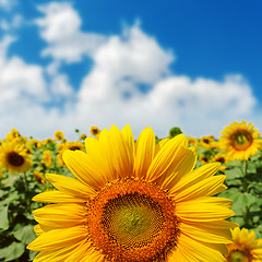 Image showing sunflower closeup on field under blue sky