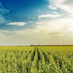 Image showing field with green sunflowers in sunset