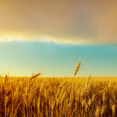 Image showing sunset over field with golden harvest