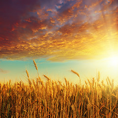 Image showing red sunset over golden harvest