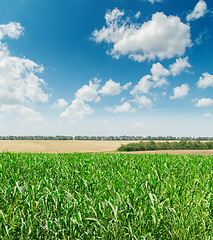Image showing green agriculture field and blue cloudy sky