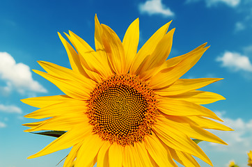 Image showing sunflower closeup and blue sky over it