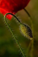 Image showing corn poppy (Papaver rhoeas)