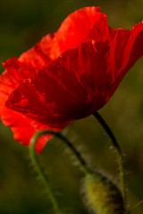 Image showing corn poppy (Papaver rhoeas)