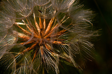 Image showing Dandelion