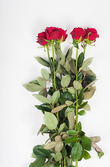 Image showing Fresh red roses