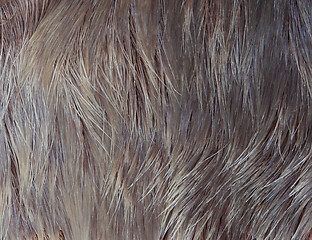 Image showing Macro Wool elk 