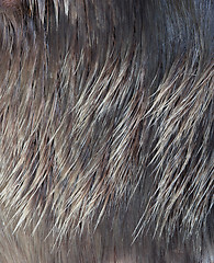 Image showing Macro Wool elk 