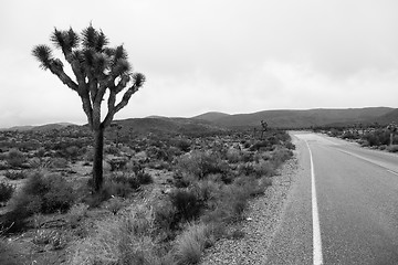 Image showing Joshua Tree