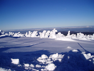 Image showing icy trees