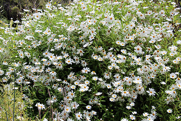 Image showing wild daisies