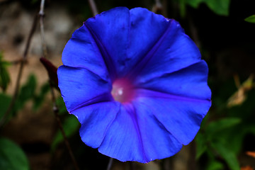 Image showing Morning glory