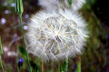 Image showing dandelion