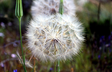 Image showing dandelion