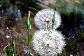 Image showing Dandelion