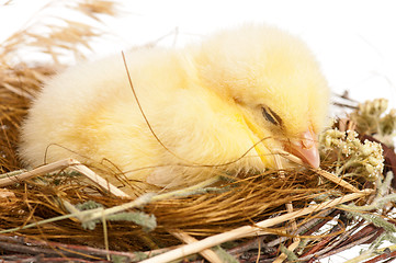 Image showing Chick in nest