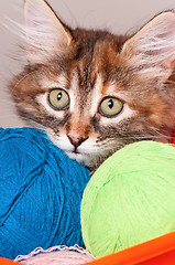Image showing Kitten with balls of threads