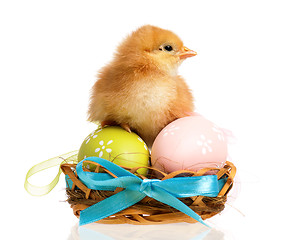 Image showing Newborn chick