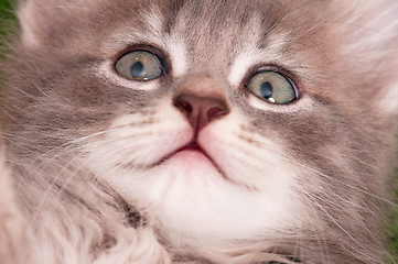 Image showing Face of kitten