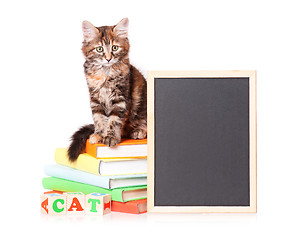 Image showing Kitten with chalkboard