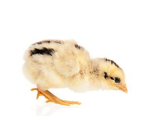 Image showing Newborn chick