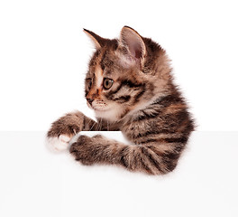 Image showing Kitten with blank