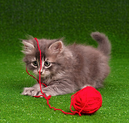 Image showing Kitten with red clew