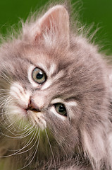 Image showing Face of kitten