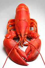 Image showing 	Red Lobster