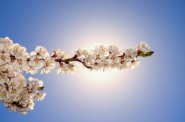 Image showing flowering apricots