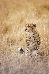 Image showing cheetah