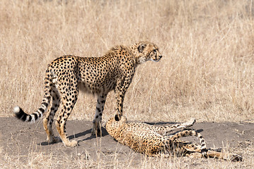 Image showing cheetah