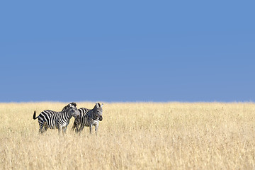 Image showing herd of zebras 