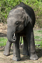 Image showing Juvenile Asian Elephant