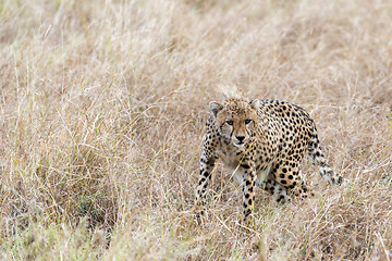 Image showing cheetah