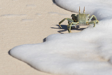 Image showing Crab