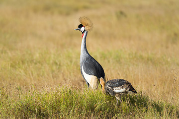 Image showing South African Crowned Crane with chick