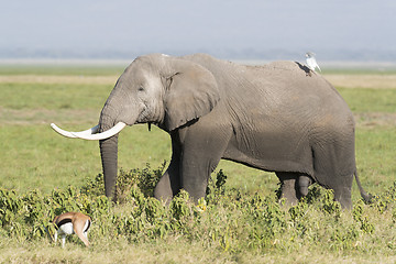 Image showing  African Bush Elephant