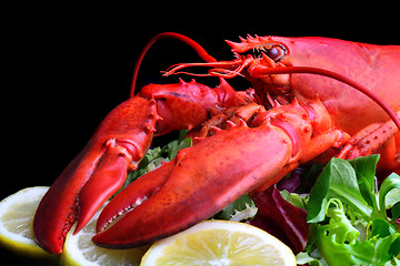Image showing boiled lobster