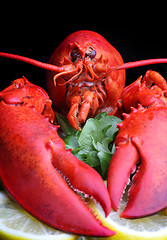 Image showing 	boiled lobster