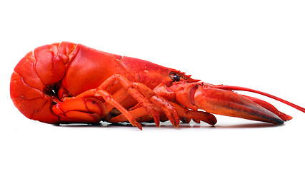 Image showing Red Lobster 