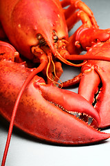 Image showing Red Lobster 